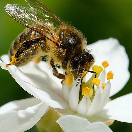 Biene im Garten